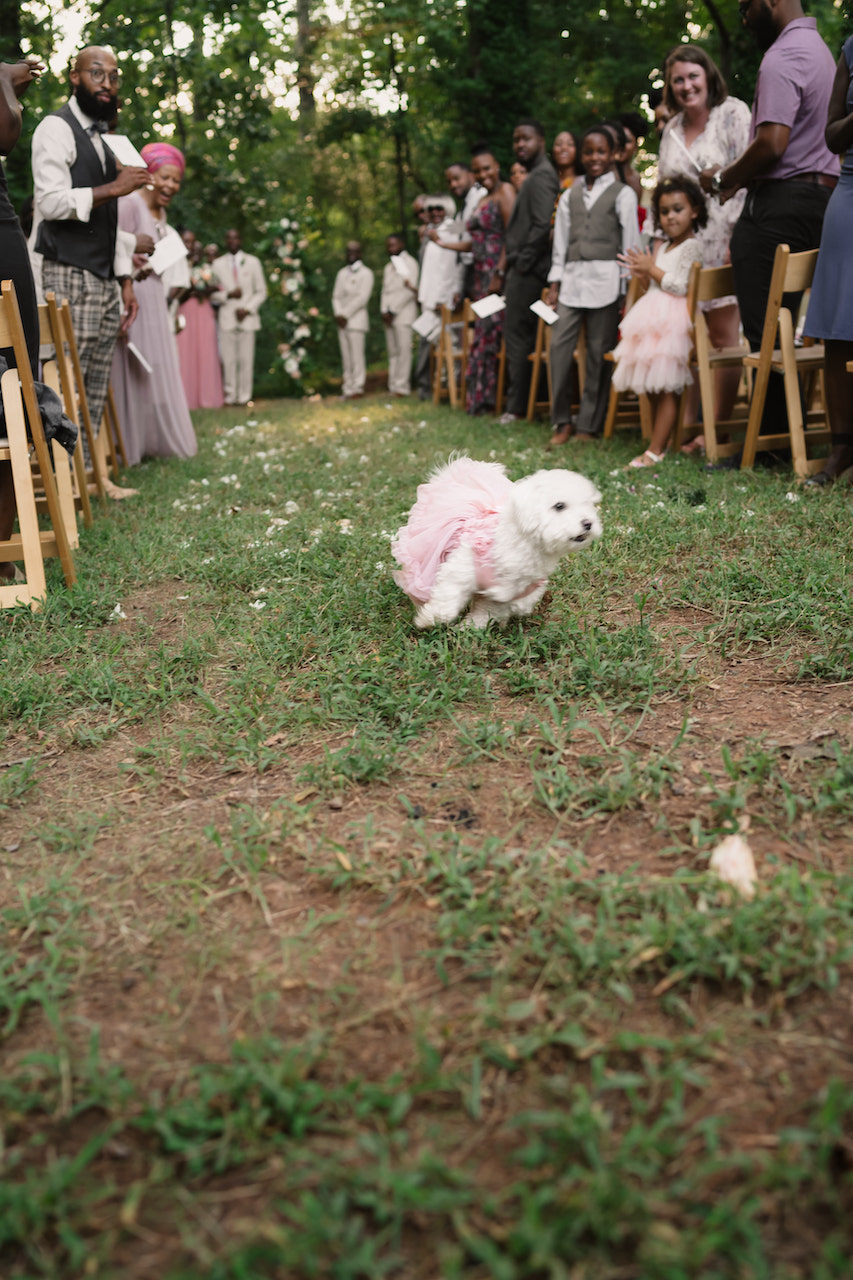 puppy running down the aisle